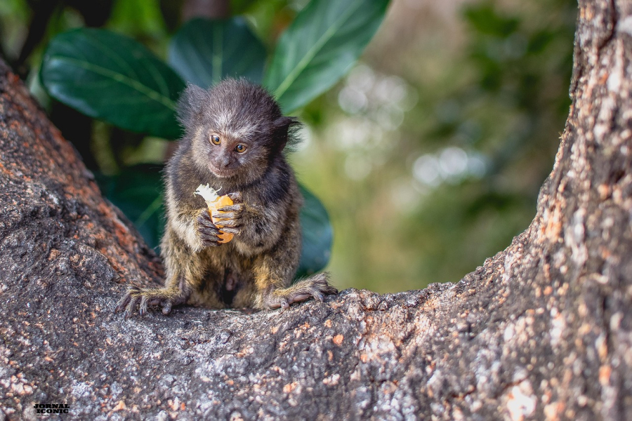Taxando o Turismo no Brasil: iniciativas locais para sustentabilidade e preservação